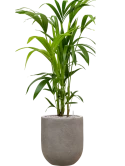 Kentia (Howea) forsteriana in Baq Nucast Grond (Vulkastrat)