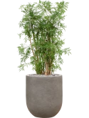 Aralia (Polyscias) 'Ming' in Baq Nucast Grond (Vulkastrat)