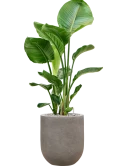 Strelitzia nicolai in Baq Nucast Grond (Vulkastrat) Grond (Vulkastrat)