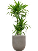 Dracaena fragrans 'Janet Craig' in Baq Nucast Grond (Vulkastrat) Grond (Vulkastrat)