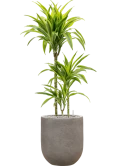 Dracaena fragrans 'Lemon Lime' in Baq Nucast Grond (Vulkastrat) Grond (Vulkastrat)