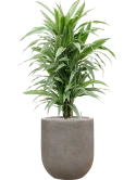 Dracaena deremensis 'Warneckei' in Baq Nucast Grond (Vulkastrat)