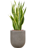 Sansevieria trifasciata 'Laurentii' in Baq Nucast Hydrocultuur Hydrocultuur