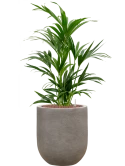 Kentia (Howea) forsteriana in Baq Nucast Hydrocultuur Hydrocultuur