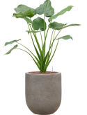 Alocasia cucullata in Baq Nucast Hydrocultuur
