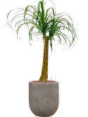 Beaucarnea recurvata in Baq Nucast Hydrocultuur
