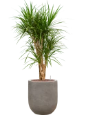 Dracaena marginata in Baq Nucast Hydrocultuur