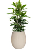 Ficus cyathistipula in Baq Polystone Coated Plain Grond (Vulkastrat)
