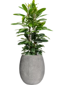 Ficus cyathistipula in Baq Polystone Coated Plain Grond (Vulkastrat)