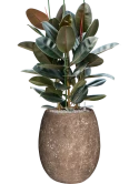 Ficus elastica 'Abidjan' in Baq Polystone Coated Plain Grond (Vulkastrat)