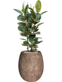 Ficus elastica 'Robusta' in Baq Polystone Coated Plain Grond (Vulkastrat)