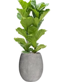 Ficus lyrata in Baq Polystone Coated Plain Grond (Vulkastrat)