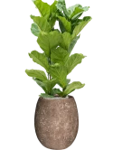 Ficus lyrata in Baq Polystone Coated Plain Grond (Vulkastrat)
