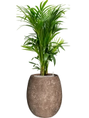 Kentia (Howea) forsteriana in Baq Polystone Coated Plain Grond (Vulkastrat)