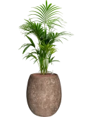 Kentia (Howea) forsteriana in Baq Polystone Coated Plain Hydrocultuur