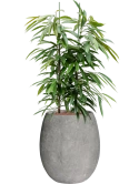 Ficus binnendijkii Amstel King in Baq Polystone Coated Plain Hydrocultuur