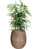Ficus binnendijkii Amstel King in Baq Polystone Coated Plain Hydrocultuur