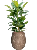 Ficus elastica 'Robusta' in Baq Polystone Coated Plain Hydrocultuur