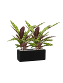 Calathea insignis in Fiberstone Grond (Vulkastrat) Grond (Vulkastrat)