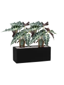 Alocasia 'Polly' in Fiberstone Grond (Vulkastrat) Grond (Vulkastrat)