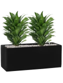 Dracaena fragrans 'Compacta' in Fiberstone Grond (Vulkastrat)