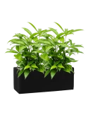 Dracaena surculosa in Fiberstone Grond (Vulkastrat) Grond (Vulkastrat)