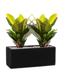 Croton (Codiaeum) variegatum 'Petra' in Fiberstone Grond (Vulkastrat) Grond (Vulkastrat)