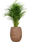 Dypsis (Areca) lutescens in Baq Algar Grond (Vulkastrat)