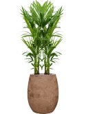 Kentia (Howea) forsteriana in Baq Algar Grond (Vulkastrat)