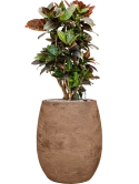 Croton (Codiaeum) variegatum 'Petra' in Baq Algar Grond (Vulkastrat) Grond (Vulkastrat)