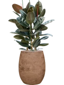 Ficus elastica 'Abidjan' in Baq Algar Grond (Vulkastrat)