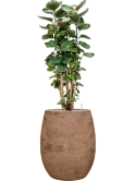 Aralia (Polyscias) 'Fabian' in Baq Algar Grond (Vulkastrat)