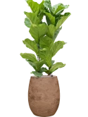 Ficus lyrata in Baq Algar Grond (Vulkastrat)