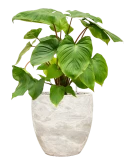 Homalomena rubescens 'Maggy' in Baq Algar Grond (Vulkastrat)