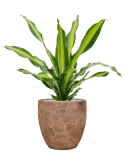 Dracaena fragrans 'Burley' in Baq Algar Grond (Vulkastrat)