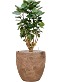 Aralia (Polyscias) 'Fabian' in Baq Algar Grond (Vulkastrat)