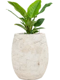 Philodendron 'Imperial Green' in Baq Algar Grond (Vulkastrat)