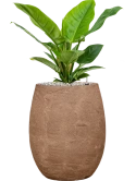 Philodendron 'Imperial Green' in Baq Algar Grond (Vulkastrat) Grond (Vulkastrat)