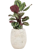Calathea 'Medallion' in Baq Algar Grond (Vulkastrat)