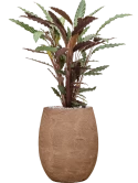 Calathea rufibarba 'Wavestar' in Baq Algar Grond (Vulkastrat) Grond (Vulkastrat)