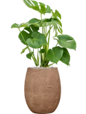 Monstera deliciosa in Baq Algar Grond (Vulkastrat) Grond (Vulkastrat)