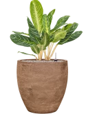 Aglaonema 'Key Lime' in Baq Algar Grond (Vulkastrat)