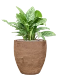 Aglaonema 'Stripes' in Baq Algar Grond (Vulkastrat)