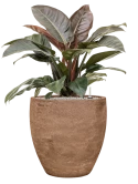 Philodendron `Imperial Red' in Baq Algar Grond (Vulkastrat)