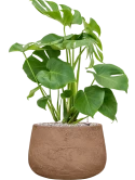 Monstera deliciosa in Baq Algar Grond (Vulkastrat) Grond (Vulkastrat)