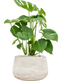 Monstera deliciosa in Baq Algar Grond (Vulkastrat)