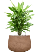 Dracaena fragrans 'Golden Coast' in Baq Algar Grond (Vulkastrat) Grond (Vulkastrat)