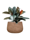 Ficus elastica 'Abidjan' in Baq Algar Grond (Vulkastrat) Grond (Vulkastrat)