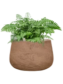 Asplenium dimorphum 'Parvati' in Baq Algar Grond (Vulkastrat) Grond (Vulkastrat)