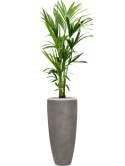 Kentia (Howea) forsteriana in Baq Nucast Grond (Vulkastrat)